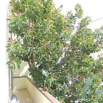 Tabby Hotel Golfo Aranci